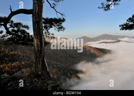 Schwarzkiefer am Rande der Steinwandschlucht, Triesttal, Niederösterreich, Österreich, Europa Stockfoto