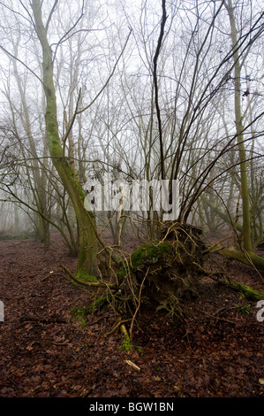 Ein Essex Wald im Nebel.  Foto von Gordon Scammell Stockfoto