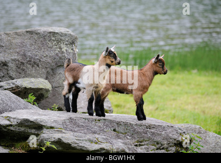 Junge Hausziegen (Capra Aegagrus Hircus), Schladminger Tauern, Steiermark, Österreich, Europa Stockfoto