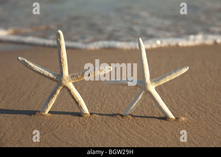 Zwei Seesternen an einem gelben Sandstrand Stockfoto