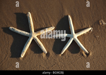 Zwei Seesternen an einem gelben Sandstrand Stockfoto