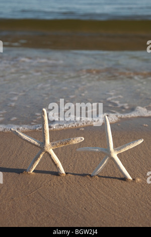 Zwei Seesternen an einem gelben Sandstrand Stockfoto