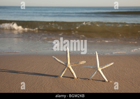 Zwei Seesternen an einem gelben Sandstrand Stockfoto