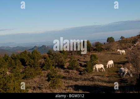 Weiße Pferde mit Saint Chamand Bergen im Hintergrund, Cevennen, Gard, Frankreich Stockfoto