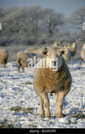 Dorf von Coddington, England. Nahaufnahme eines Schafes Weiden auf einem sonnigen, frostigen Wintertag in einem Feld von Cheshire. Stockfoto