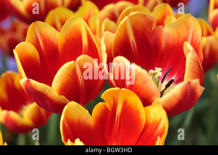 Makroaufnahme von leuchtend bunten Haufen von orange Tulpen Stockfoto