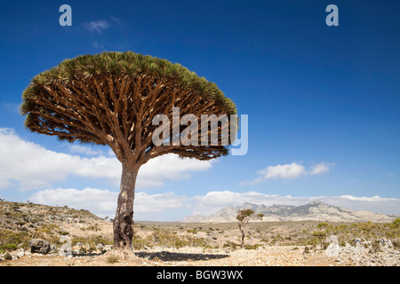 Dragonblood Baum, Sokotra Stockfoto