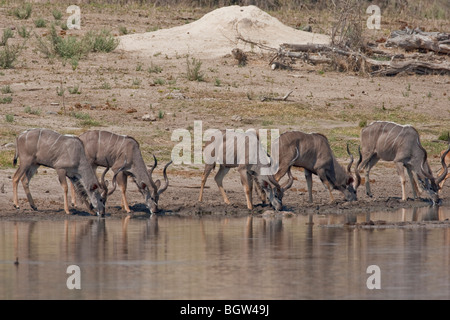 Gruppe von Kudus stehen an einem Wasserloch. Das Foto wurde im Hwange-Nationalpark Simbabwes. Stockfoto