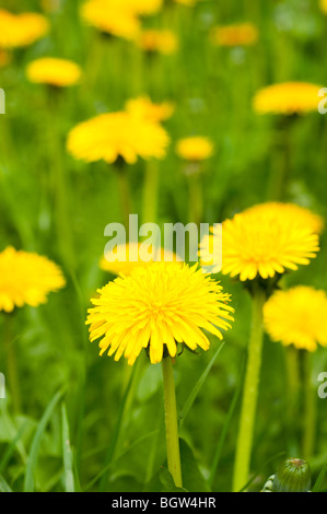 Bereich der Löwenzahn Stockfoto