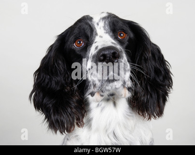 Bobby der English Springer spaniel Stockfoto