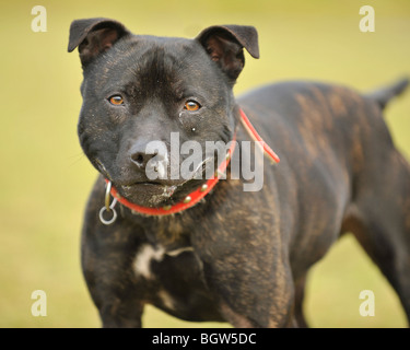 Pit Bull Terrier Typ Hund Stockfoto