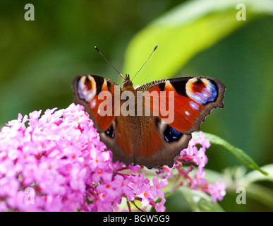 Tagpfauenauge auf Sommerflieder Blume in Suffolk, UK Stockfoto