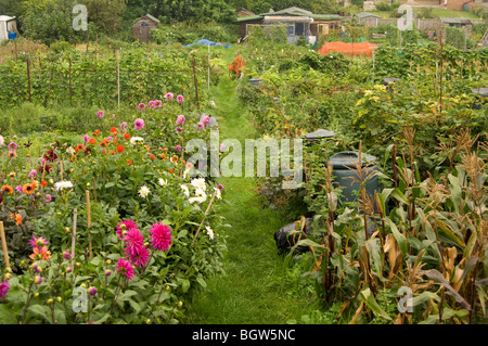 Rasen Weg durch Zuteilung Grundstücke mit Dahlien und Zuckermais wachsen Stockfoto