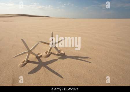 Zwei Seesternen auf sand Stockfoto