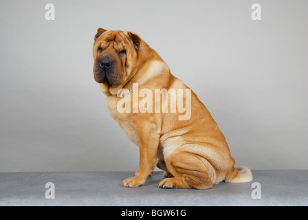 Buster Shar-Pei Stockfoto