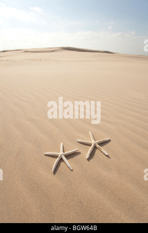 Zwei Seesternen auf sand Stockfoto