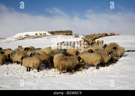 Schafbeweidung auf Winter Heu Futter infolge starker Schneefall in der Nähe von Cray, Upper Wharfedale Yorkshire Dales National Park, UK 2009 Stockfoto