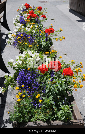 Schöne Blume Badewanne mit Mischung aus Blumen Geranien Ageratum Petunien Ringelblumen in Aosta Italien Stockfoto