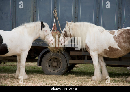 Zwei Gypsy Cob Pferde angebunden an ein Fahrzeug zu fairen Verstauen, Stow-on-the-Wold, Gloucestershire, England, Großbritannien Stockfoto