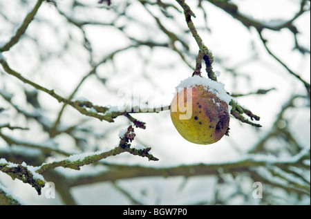 Schlechter alten Apfel, der nicht gefallen ist, gefangen im Schnee Stockfoto