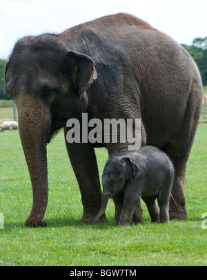 Asiatischer Elefant Mutter und Kalb Stockfoto