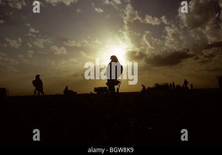 Jagdfalken "geparkt" in der Wüste in Kuwait am Abend. Stockfoto