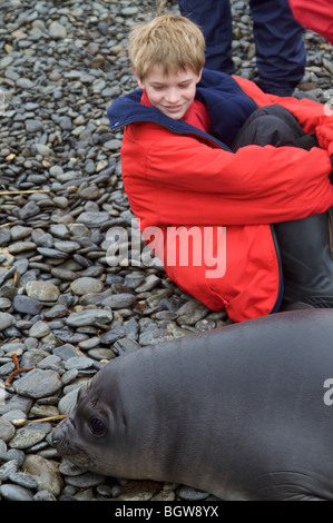 Begegnungen mit jungen See-Elefant, South Georgia Island. Stockfoto