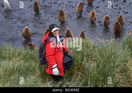 König Pinguin Kolonie, Salisbury Plain, South Georgia Island. Stockfoto