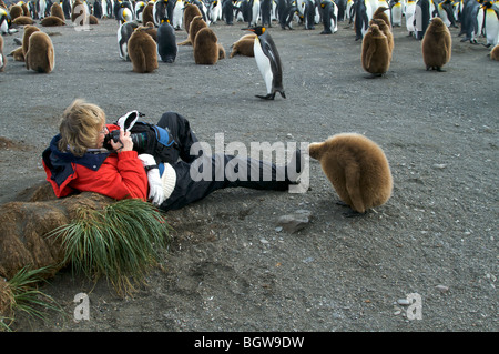 König Pinguin Kolonie, Salisbury Plain, South Georgia Island. Stockfoto