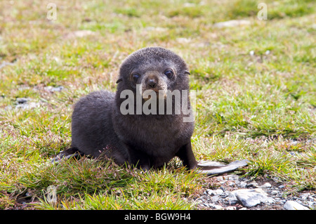 Junge fur Seal Pup, South Georgia Island. Stockfoto