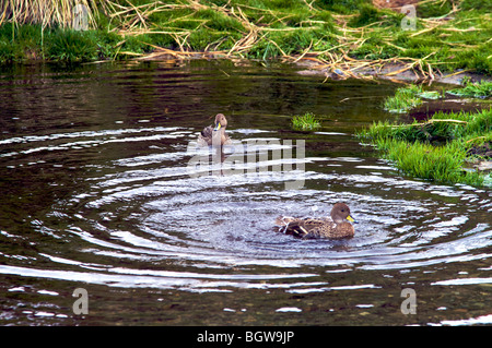 Gelb-billed Pintail, (Anas Georgica), nur auf South Georgia Island in der Sub-Antarktis gefunden. Stockfoto