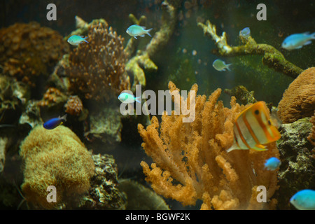 PRIVATHAUS, LONDON, VEREINIGTES KÖNIGREICH, DIE PIKE-PRAXIS Stockfoto