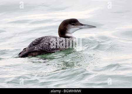 Juvenile großen nördlichen Taucher Stockfoto