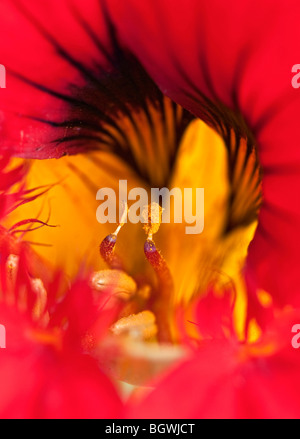 Nahaufnahme der Blüte Tropaeolum Majus, Garten Kapuzinerkresse zeigt die Anthere und pollen Stockfoto