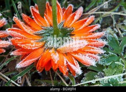 Blühen Sie Calendula, Ringelblume, im Frost, mit Eiskristallen. Stockfoto