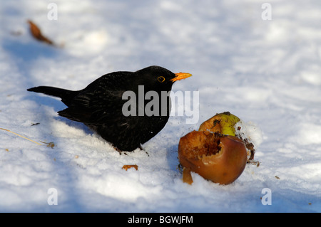 Amsel (Turdus Merula) Stockfoto