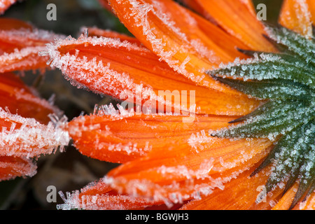 Blühen Sie Calendula, Ringelblume, im Frost, mit Eiskristallen. Stockfoto