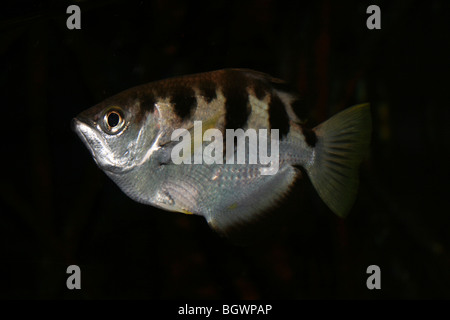 Gebänderten Archerfish Toxotes jaculatrix Stockfoto