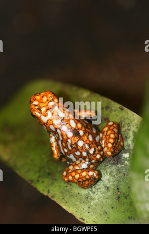 Harlekin Poison Dart Frog Dendrobates Histrionicus Farbe Morph Stockfoto