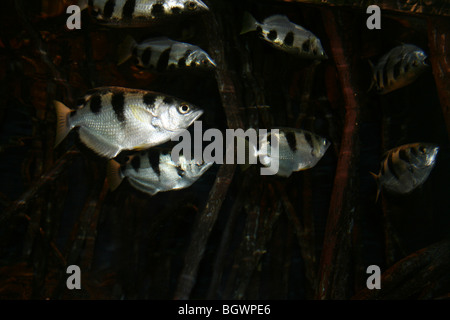 Shoal gebändert Archerfish Toxotes jaculatrix Stockfoto