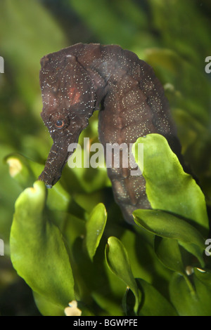 Lang-snouted Seepferdchen Hippocampus ramulosus Stockfoto