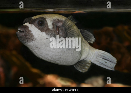 Maskierte Kugelfisch Arothron diadematus Stockfoto