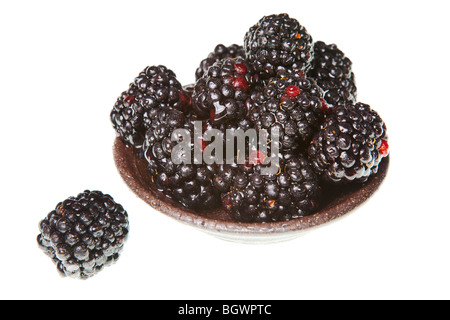 Brombeeren auf einer rein weißen Hintergrund isoliert Stockfoto