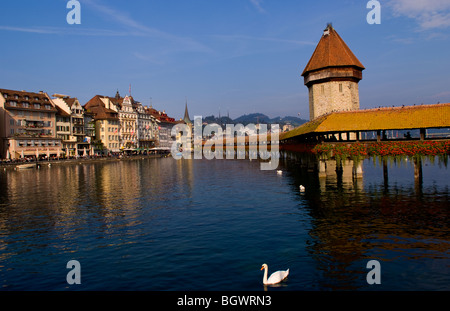 Famous Kapelbrucke Brücke genannt Kapellbrücke mit Schwäne am See in Luzern Schweiz Luzern Stockfoto