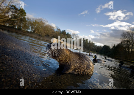 Einen Erwachsenen Nutrias (Biber brummeln) durch einen Fluss im Winter (Vichy - Frankreich). Ragondin daumendick au Bord d ' un Cours d ' eau, En Hiver. Stockfoto