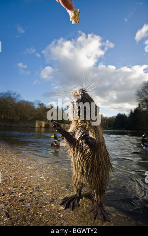 Im Winter ein Nutrias (Biber brummeln) Essen (Vichy - Frankreich) fordern. Zahm zähmen zähmen. Stockfoto