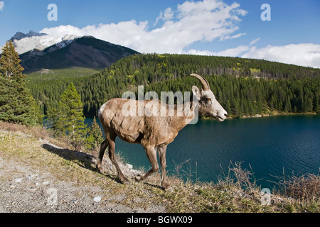 Eine Erwachsene weibliche Dickhornschafe zu Fuß über zwei Jack See in Banff Stockfoto