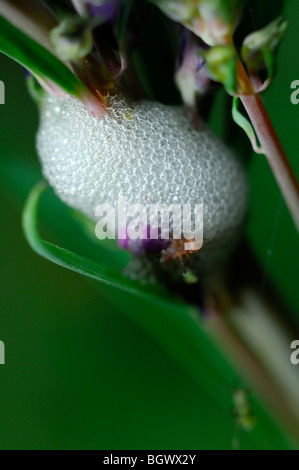 Nahaufnahme von Cuckoo Spit am Blütenstiel. Produziert von der Kuckuck Soit Insekt, bekannt Philaenus Spumarius, auch als Rhe Blutzikade. Stockfoto