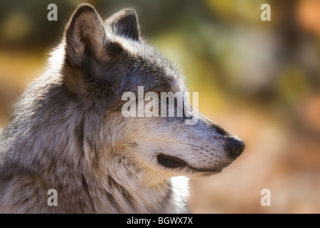 Nahaufnahme der graue Wolf (Canis Lupus) Stockfoto