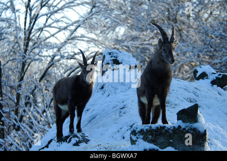 Steinbock (Capra Ibex) Stockfoto